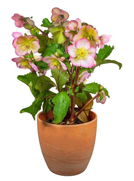 De roos van Kerstmis in bloempot op witte achtergrond van ManfredFotos