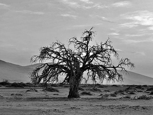 Sossousvlei in Schwarz und Weiß
