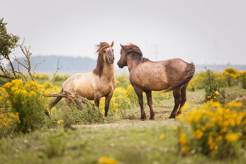 Twee konikpaarden par Pim Leijen