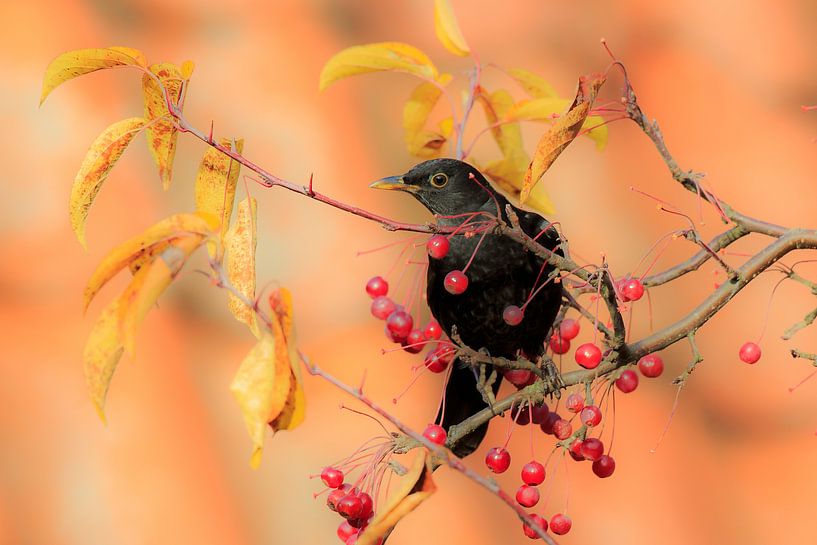 Blackbirds eat berries by Gert Gelmers