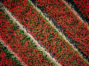 Rote Tulpen auf einem Feld im Frühling von oben gesehen