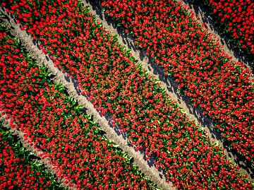 Rode tulpen in een veld in de lente van bovenaf gezien