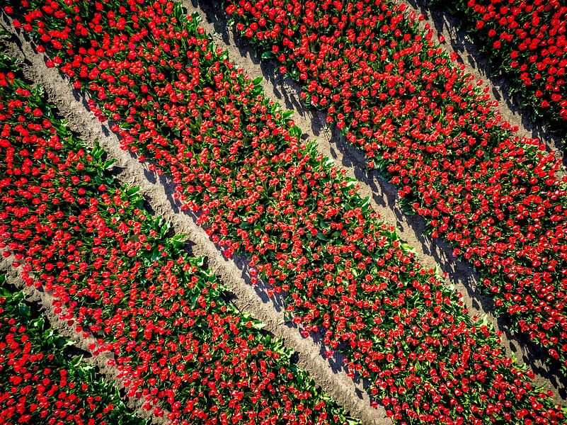 Red tulips growing in a field during springtime seen from above by Sjoerd van der Wal Photography