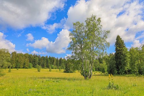 Vroege zomer in de Irndorfer Hardt in het natuurpark Opper-Donau