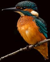 Kingfisher close-up.