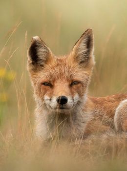 Verträumter Fuchs Teil 2