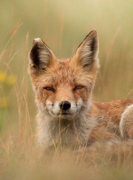 Dreamy fox part 2 by Justin Bos