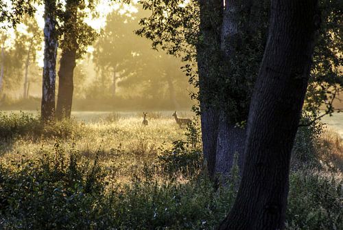 Herten in de morgen 2)