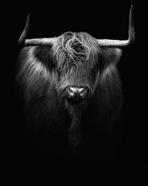 Schottischer Hochlandbewohner von Karel Ton