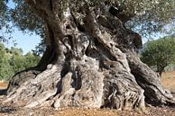 Alter spanischer Olivenbaum von Peter Schütte Miniaturansicht