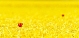 Twee rode tulpen in een geel Tulpenveld van Sjoerd van der Wal Fotografie
