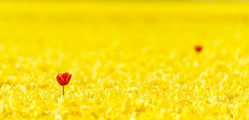 Twee rode tulpen in een geel Tulpenveld van Sjoerd van der Wal Fotografie
