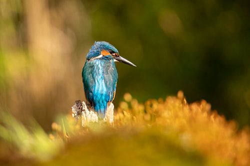 IJsvogel, Alcedo Atthis