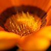 Oranje zonnebloem van Jesse de Boom