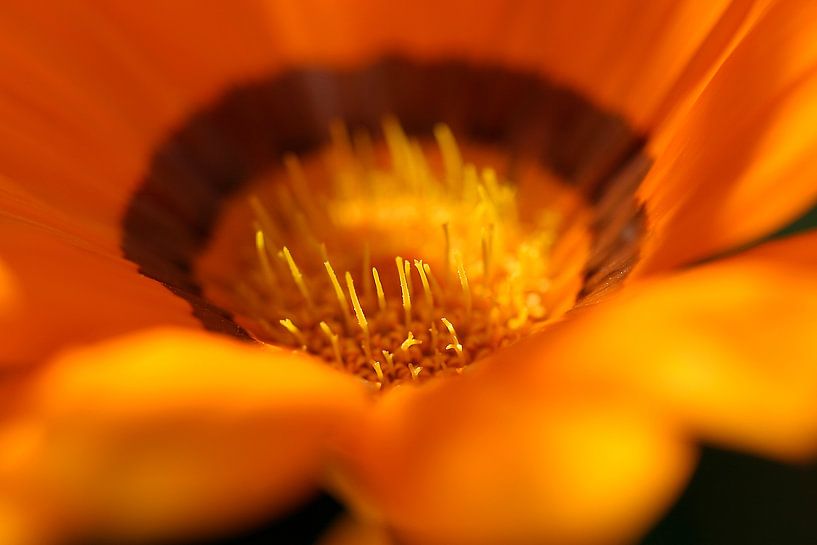 Oranje zonnebloem van Jesse de Boom