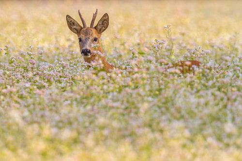 Reebok dans la culture