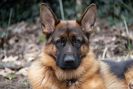 German shepherd by foto by rob spruit
