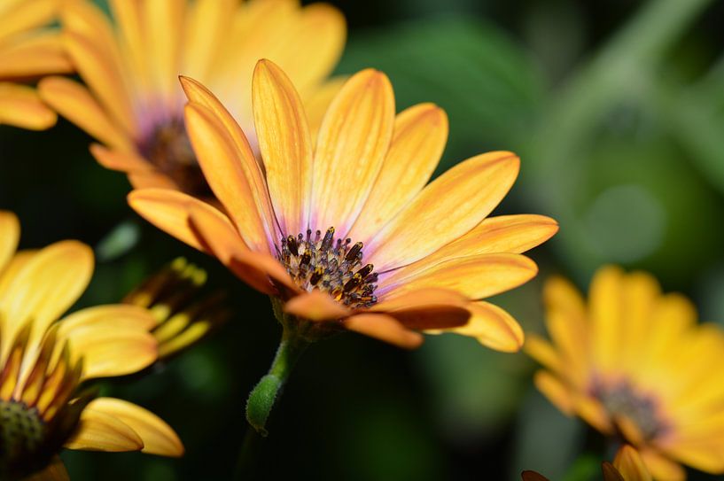 orange flowers / oranje bloemen par Pascal Engelbarts