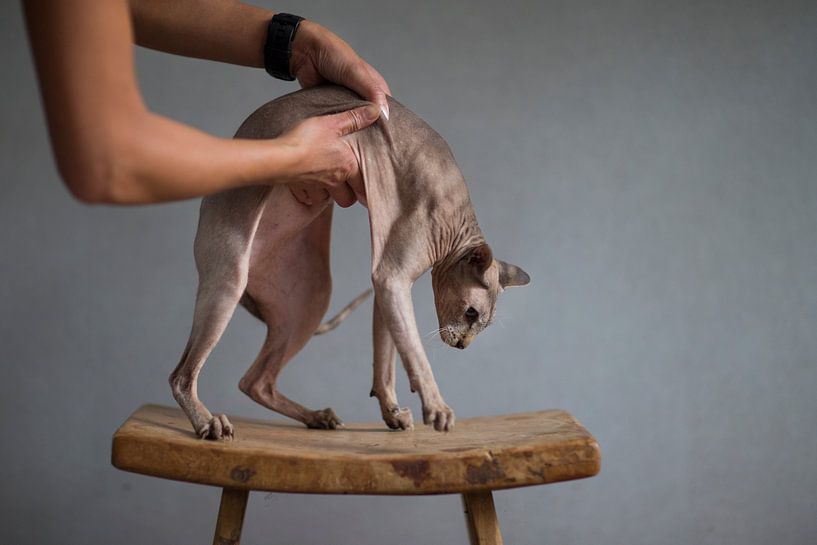 Russian Peterbald Mousy by Janine Bekker Photography