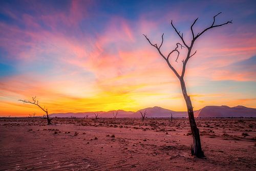 Dode bomen gehuld in kleur