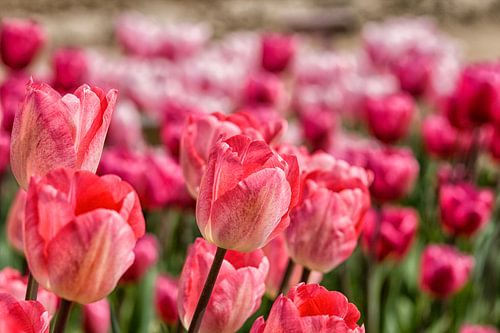 Des tulipes roses dans le champ