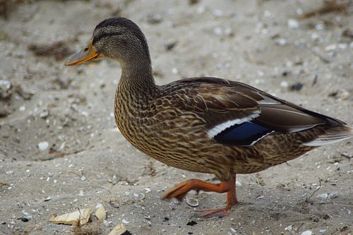 Wilde eend in het zand