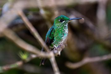 Kolibrie in Costa Rica