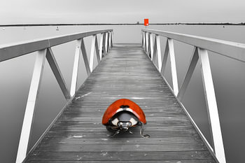 Rood accent aan het Grevelingenmeer