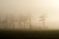 Nebliger Morgen