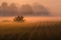 Shrouded in mystery