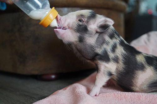 Bonte miniatuur handopfok biggetjes tijdens voedertijd