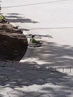Leguaan aan de wandel