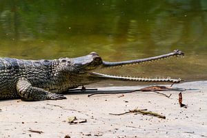 Der Gangesgavial in Indien