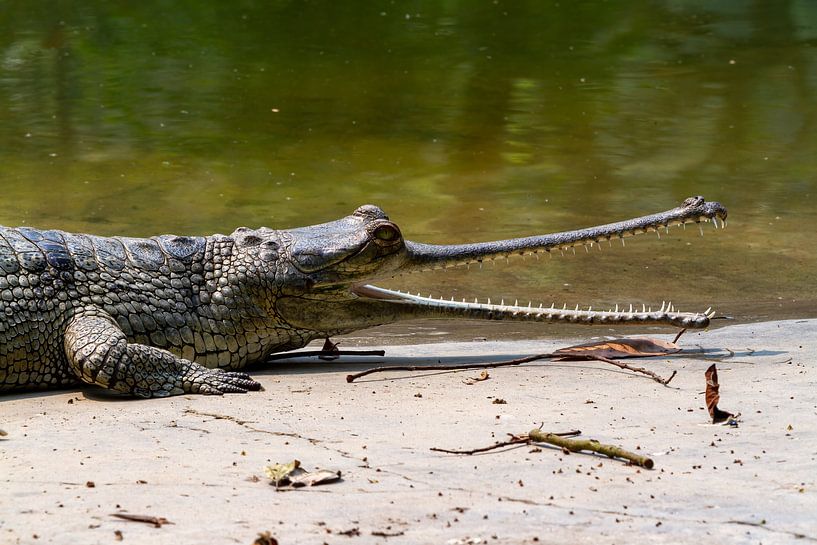 Der Gangesgavial in Indien von Roland Brack