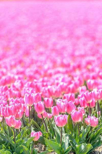 Pink Tulips growing in a field during a beautiful spring day by Sjoerd van der Wal