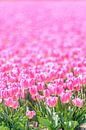 Tulipes roses qui poussent dans un champ par Sjoerd van der Wal Photographie Aperçu