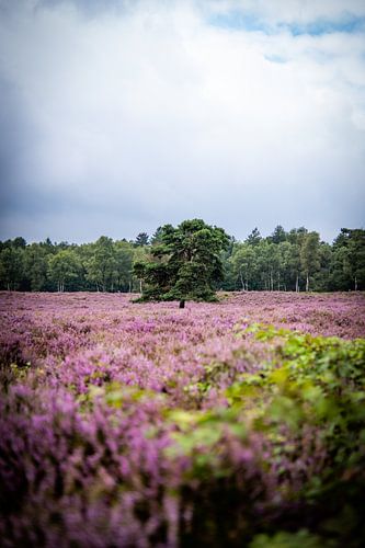 Tree on the heath