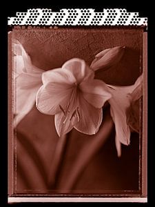 Polaroid Amaryllis van Karel Ham