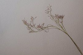 Im Gleichgewicht von Cindy Coenen Fine Art Photography