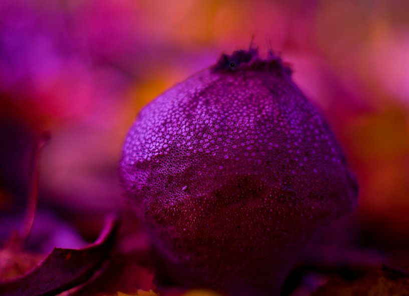 oberes Violett von Janny Schilderink......Atelier "de Tuute "