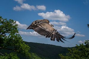 Fantastische Geier fliegen vorbei