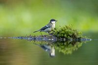 Great Tit Reflection