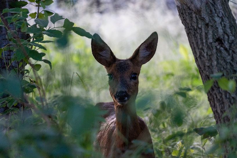 roe deer by Maaike Krimpenfort
