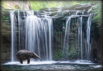Éléphant dans une chute d'eau
