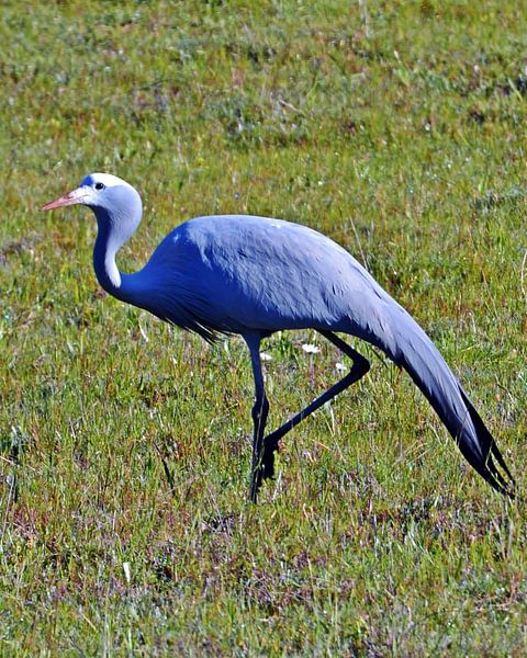 ein blauer Kranich in Südafrika von Werner Lehmann