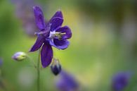 Blauviolette Blüte der im Garten blühenden Europäischen Akelei (Aquilegia vulgaris), grüner Hintergr von Maren Winter Miniaturansicht