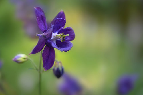 Blauviolette Blüte der im Garten blühenden Europäischen Akelei (Aquilegia vulgaris), grüner Hintergr