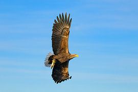 Seeadler auf der Jagd am Himmel von Sjoerd van der Wal Fotografie