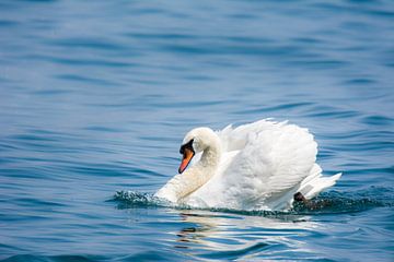 Witte zwaan in het water van ManfredFotos