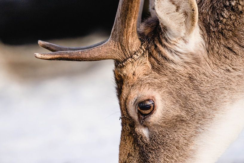 Fallow deer with antlers in the snow by Anne Zwagers